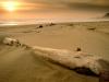 Sunset over Driftwood, Nehalem Bay State Park